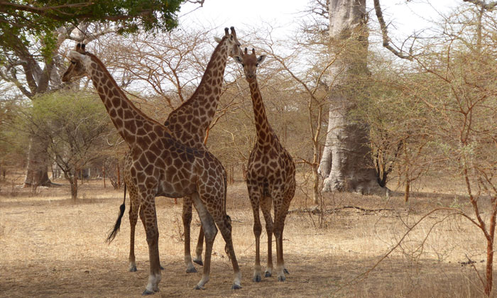 Excursion Réserve de Bandia